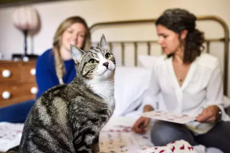 Rehoming Battersea Dogs & Cats Home